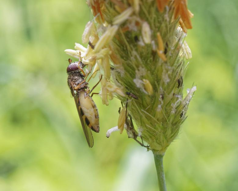 Free stock image of Flower fly on grass - Macro created by Geoffrey Whiteway