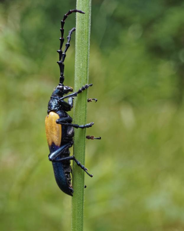 Free stock image of Elderberry Borer Beetle created by Geoffrey Whiteway