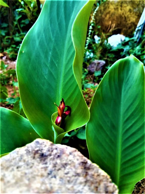 Free stock image of Big Green Leaves created by Infinity Focus