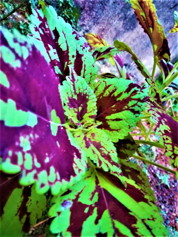 Free stock image of Purple and Green Leaves created by Infinity Focus
