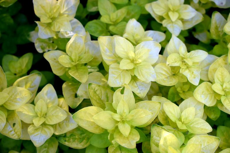 Free stock image of Unusual Green plants created by NomeVizualizzato