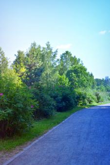 Trees that grow on the side of the road