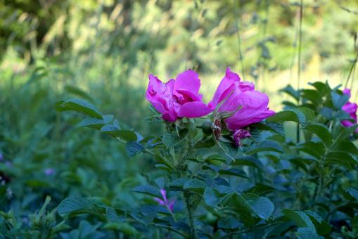 Pink Rosehip
