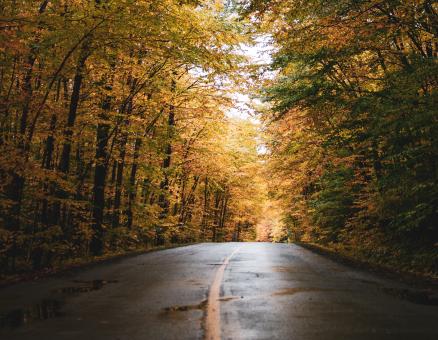 Autumn Road - Free Stock Photo