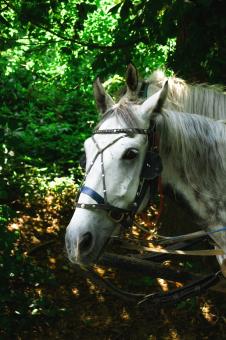 White Horse Close Up - Free Stock Photo