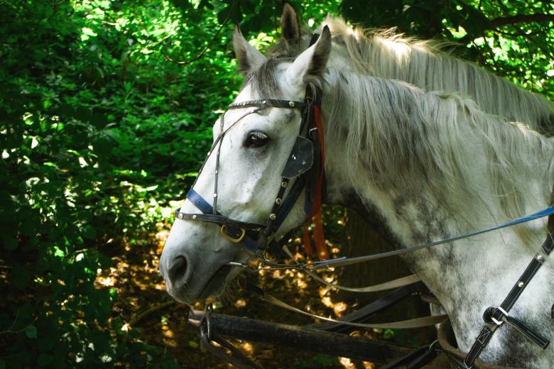 Free stock image of White Horse Outdoors created by Taras Mulko