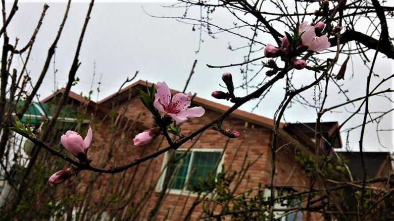 Free stock image of Cherry Blossom on Tree created by Infinity Focus