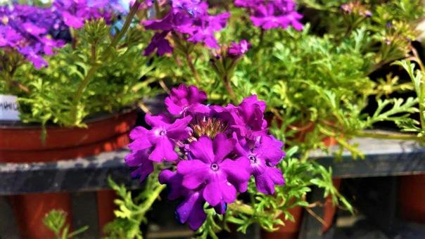 Free Stock Photo of Purple Spring Flowers