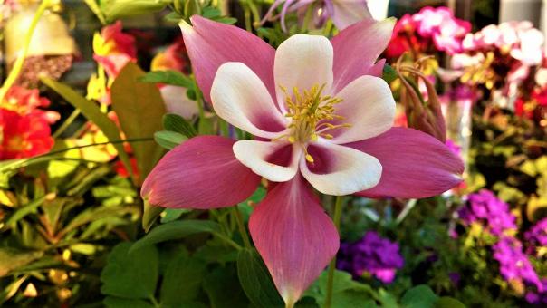 Free Stock Photo of Pink Columbine