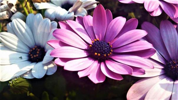 Free Stock Photo of Osteospermum Ecklonis African Daisy