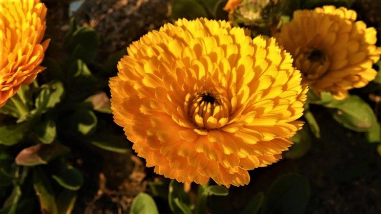 Free stock image of Yellow Mums Flowers created by Infinity Focus