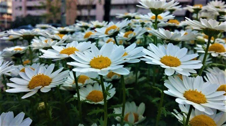 Free stock image of White Daisy-like Chamomile Flowers created by Infinity Focus
