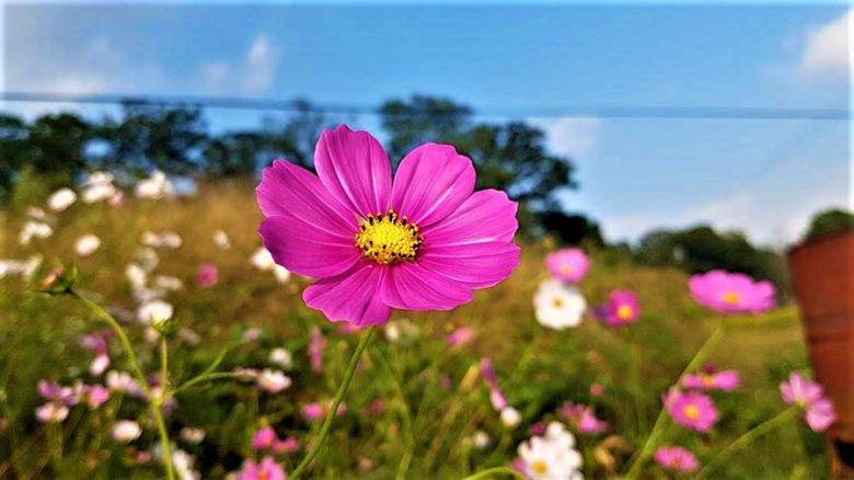 Free stock image of Pink Cosmos Flower in Field created by Infinity Focus