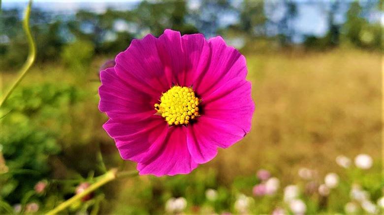 Free stock image of Pink Cosmos Flower in Bloom created by Infinity Focus
