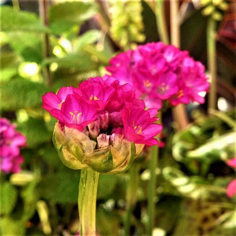 Free stock image of Pink Flower Blossoms created by Infinity Focus