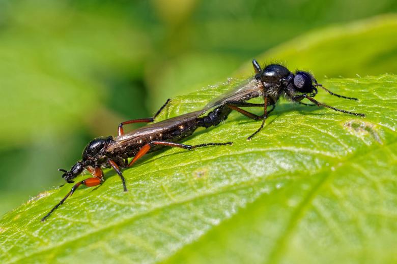 Free stock image of March fly mating created by Geoffrey Whiteway