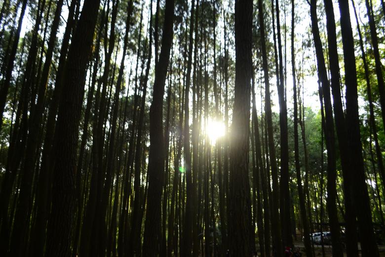 Free stock image of Sunlight Through Dense Forest created by vanse