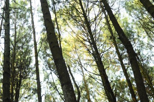 Green Trees in the Woods - Free Stock Photo