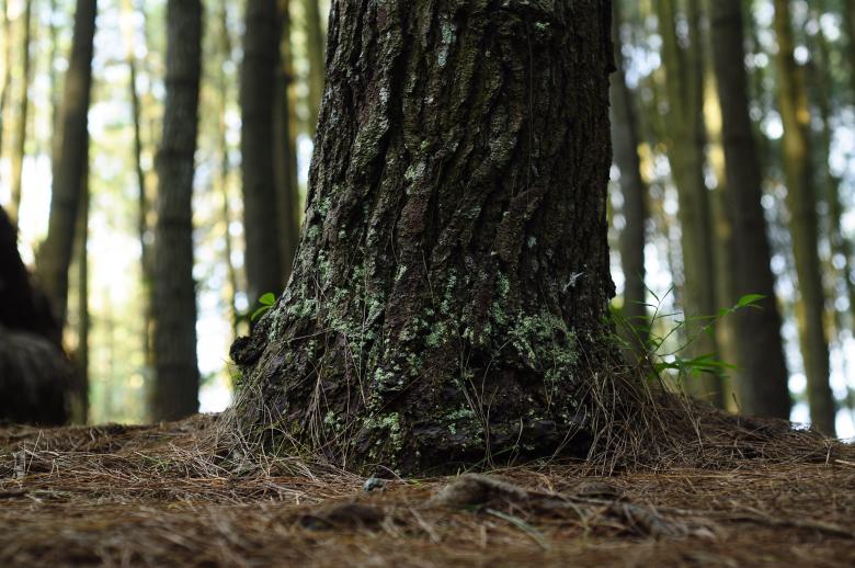 Free stock image of Old Tree Trunk in the Woods created by vanse