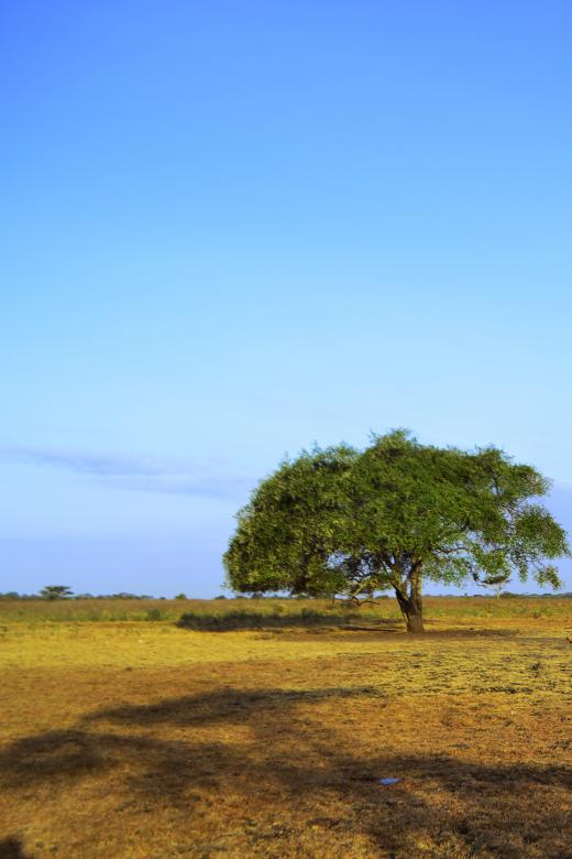 Free stock image of Baluran National Park created by vanse