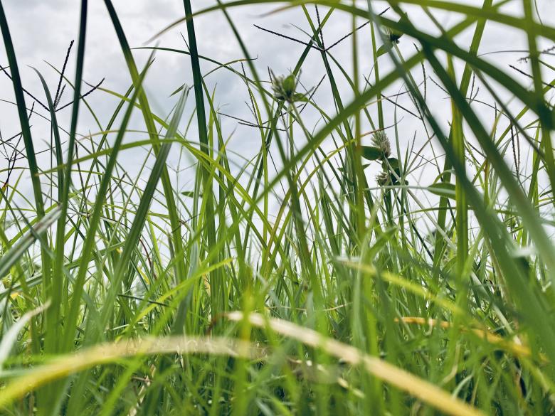 Free stock image of High Green Grass Background created by SK