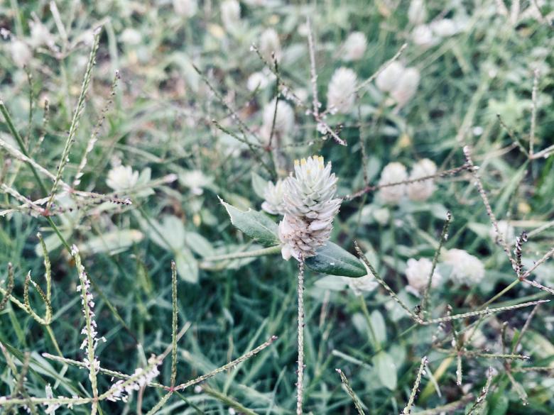 Free stock image of Wild flower in another view created by SK