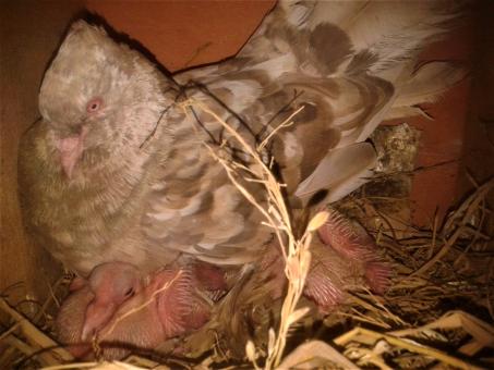 Fantail Pigeon With Chick - Free Stock Photo