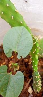 Green Leaves and Cactus - Free Stock Photo