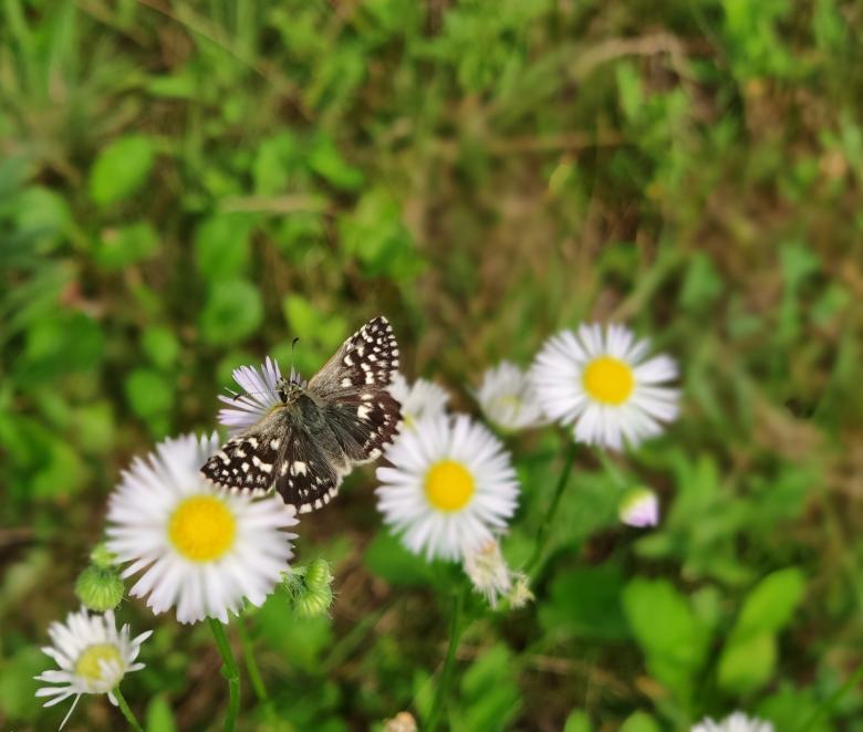 Free stock image of Butterfly on a white flower created by Alen