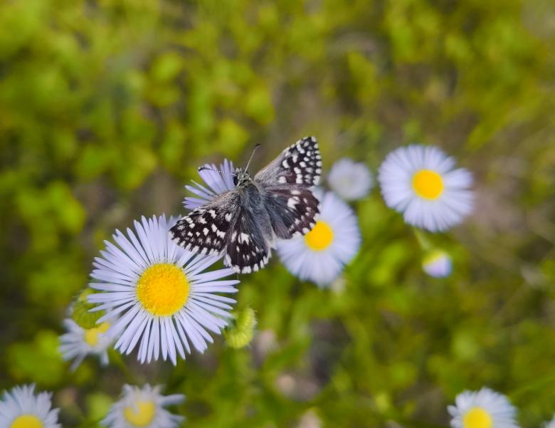 Free stock image of Butterfly on small white flower created by Alen