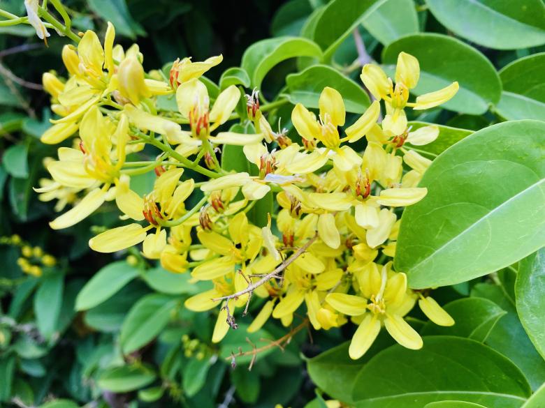 Free stock image of Beautiful Yellow Flowers Background  created by SK