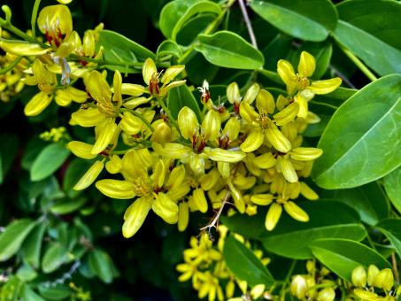 Free Stock Photo of Yellow Flower in a Green Background