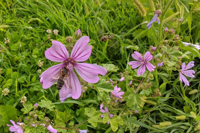 Free stock image of Bee on a pink flower created by Alen