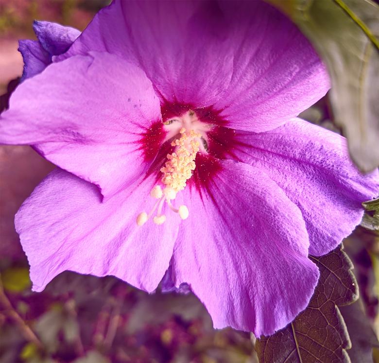 Free stock image of Violet Flower Up Close created by Alen