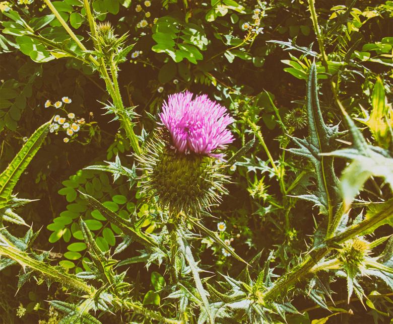 Free stock image of Pink Flower Closeup created by Alen