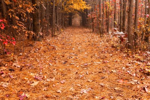 Autumn Gold Canopy Trail - Free Stock Photo