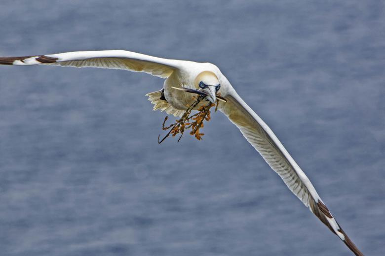Free stock image of Northern Gannet with seaweed created by Geoffrey Whiteway