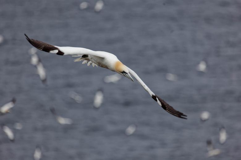 Free stock image of Nothern Gannet created by Geoffrey Whiteway