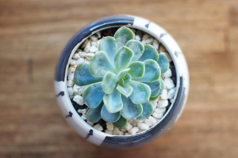 Free stock image of Succulent Plant High View created by Photostockeditor