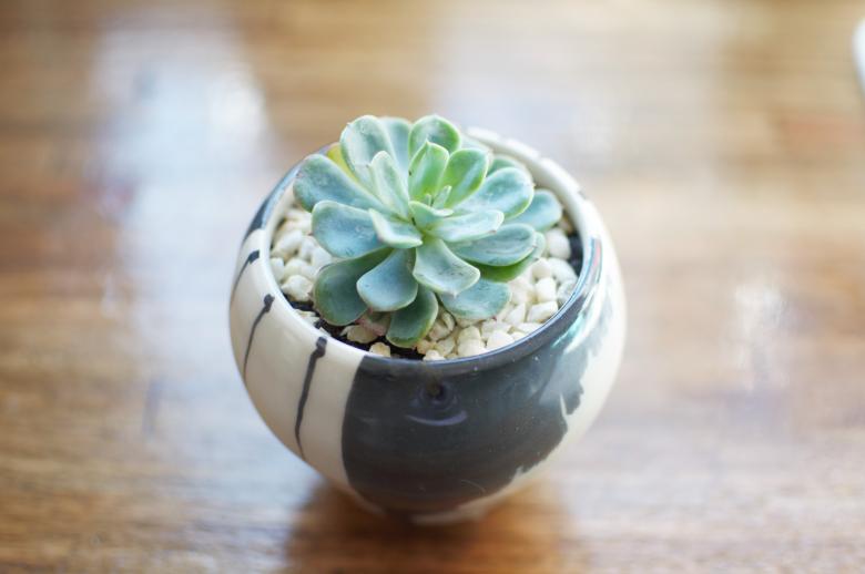 Free stock image of Succulent Pot Plant created by Photostockeditor