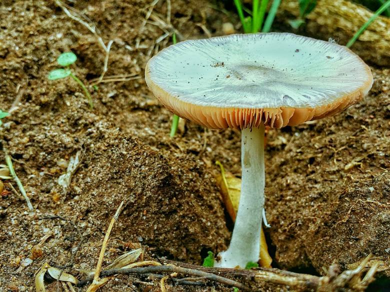 Free stock image of Mushroom in the dirt created by Nushrath Ahamed