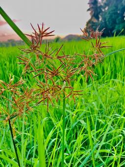 Wildflower Against Green Grass