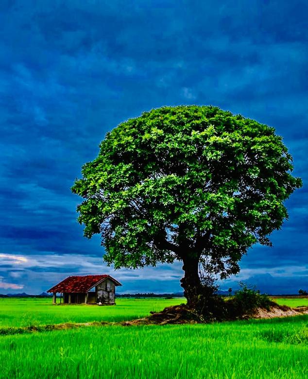 Free stock image of A lonely tree and house in a field created by SK