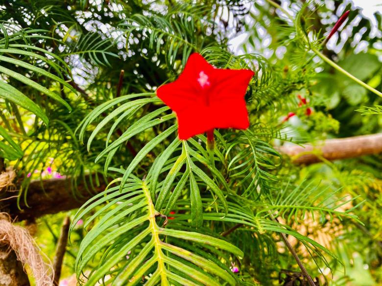 Free stock image of A red flower in blossom created by SK