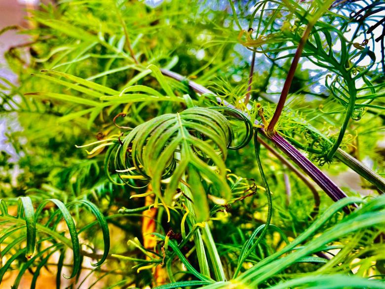 Free stock image of Green leaves on a tree created by SK