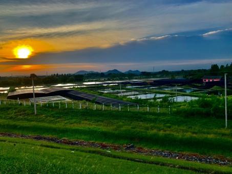 Paddyfield at Sunset