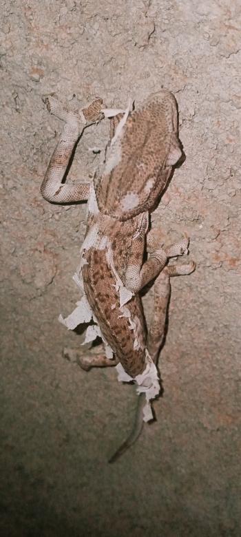 Free stock image of Chameleon created by snaike