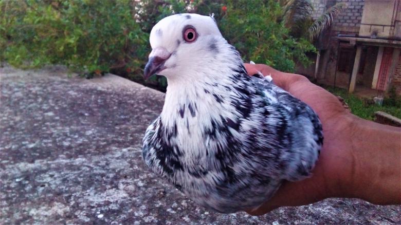 Free stock image of Beautiful Pigeon created by Infinity Focus