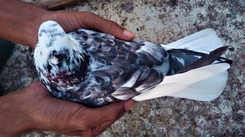 Free stock image of Man Holding a Beautiful Pigeon created by Infinity Focus