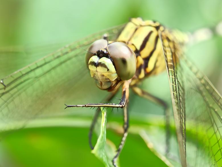 Free stock image of Dragonfly perching on leaves created by febrian eka saputra